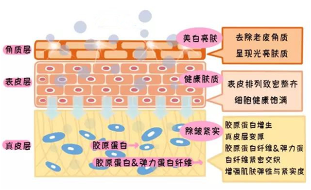 人体皮肤结构图